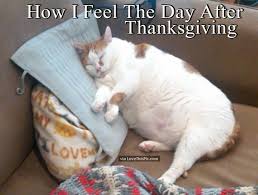 How I Feel The Day After Thanksgiving Funny Cat Memes Cat Memes Cats