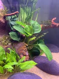 Anubias Barteri Round Leaves Free Shipping Live Aquarium Plants Aquarium Plants Factory