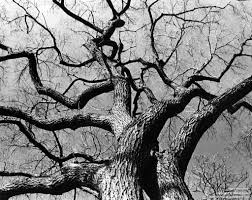 Beautiful Black And White Tree Pictures B W Fall Trees Beautiful Artwork Bare Tree Photo Art