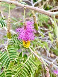 Image result for Alchornea occidentalis