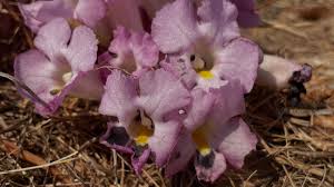 Image result for Babiana bainesii