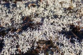 Image result for Lagarosiphon muscoides