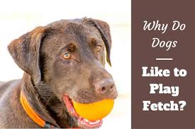 In addition, benadryl should not be given to animals with certain health conditions. Why Do Dogs Like To Play Fetch Labradortraininghq