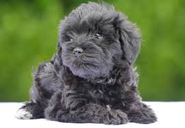 Schnoodle (schnauzer x poodle) temperament: Schnoodle Puppies For Sale Chevromist Kennels Puppies Australia