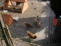 Check spelling or type a new query. Back Garden Chicken Keeping Hens At Home In The Garden