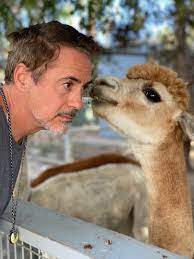 Robert Downey Jr On Twitter Fuzzythealpaca Has An Exciting Announcement Thebond Will Air On Discovery Our Series Dives In To The Wondrous And Intimate Connections Between Humans And Animals Because Animals Are