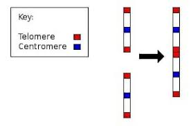 Common Descent Definition Theory Examples Quiz Biology Dictionary