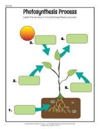 Text and coloring image are followed by specific questions that students can answer by carefully reading the passages and examining the. Photosynthesis For Kids Lesson And Printables Woo Jr Kids Activities