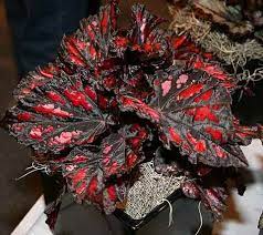 Magic Colors Begonia Rex Foliage Plants Begonia Indoor Flowers