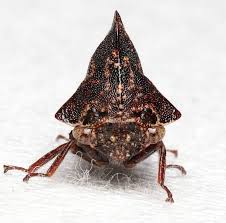 Image result for Rhamphicarpa brevipedicellata