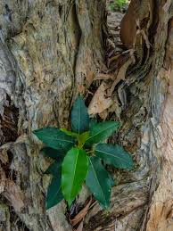 Image result for Ficus virens