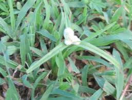 Image result for Pycreus sp.no.1