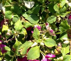 Image result for Impatiens wallerana