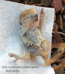 Use a combination of natural pest control practices such as sprinkling your. The Art Of Paying Attention Round Tailed Ground Squirrels Azpm