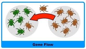 Mechanisms Of Evolution The Anatomy Of Evolution