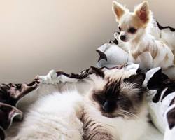 fluffy DIY pet bedの画像