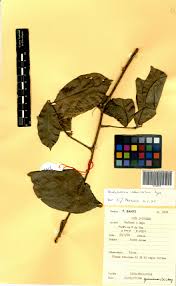 Image result for Dichapetalum madagascariense