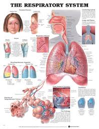 The Respiratory System Anatomical Chart Poster Photo Allposters Com In 2020 Respiratory System Anatomy Respiratory System Pulmonology