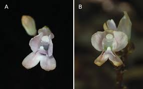 Image result for Didymoplexis