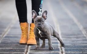 Bringing home our 10 week old frenchie puppy | blue fawn french bulldog. Mini French Bulldog 10 Cute Facts You Didn T Know All Things Dogs All Things Dogs