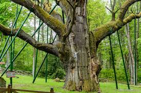 Bartek palıdı — bir yay palıdı, təbii bir abidə.polşada sventokşis voyevodalığı, zaqnansk kommunasının yol kənarında böyüyən bir palıd ağacı. Najstarsze I Najwieksze Deby W Polsce Wydawnictwo Quercus