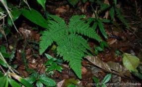 Image result for Triplophyllum protensum