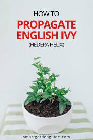How To Propagate Ivy In Water Step By Step Guide Smart Garden Guide Hedera Helix Propagation House Plant Care