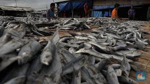 Masalahnya adalah matahari tidak selalu cukup bersinar setiap hari, terutama di musim hujan di mana awan sering menutupi langit. Mengintip Usaha Pengeringan Ikan Asin Yang Mulai Kelimpungan Foto 3