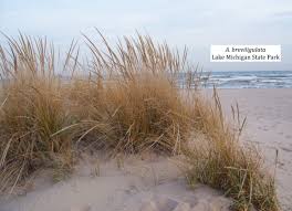 Image result for Alectra dunensis