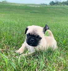 New hampshire, vermont, new york, massachusetts, or pennsylvania. Pug Puppies Maine Pug Puppies For Adoption Facebook
