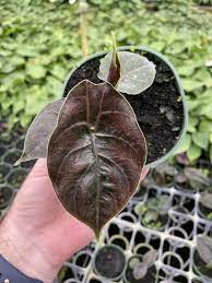 Pin On Plant Wish List