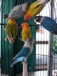 Pin By Dennis Yap San Hong On Birds Love Birds Pet African Lovebirds Beautiful Birds