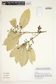 Image result for Xymalos monospora