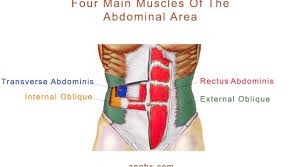 The vertical or fundamental muscle chains the anteromedian chain (fig. Muscles Archives Ann B S