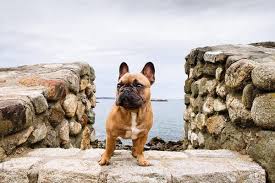 Our goal is to set the new standard in french bulldog breeding. A Brown French Bulldog Puppy At A Rocky And Overcast New England Beach Coast By J Danielle Wehunt For Stocksy United Bulldog Puppies French Bulldog Bulldog