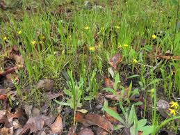 Image result for Hypoxidaceae