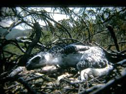 Image result for Brachystegia glaucescens