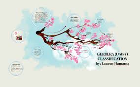 Daisy Classification By Lauren Hamama On Prezi Next