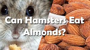 Can Hamsters Eat Almonds Pet Consider