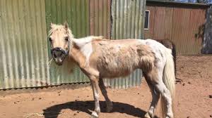 Rspca Removes Miniature Horses From Property Daily Mercury