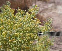 Image result for Zygophyllum simplex