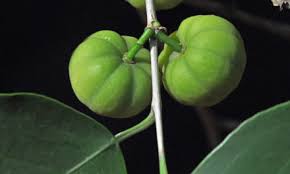 Image result for Pterocarpus rotundifolius