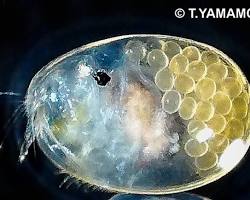 ウミホタルの画像