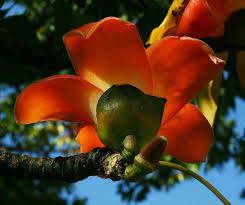 Image result for Malvaceae subfamily Bombacoideae