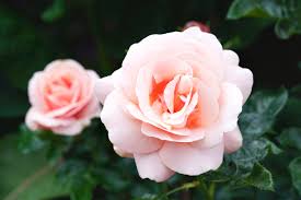 It is a great rose with surprisingly few petals. Pink Roses In Support Of Breast Cancer Awareness And Rose Month Life Is A Garden