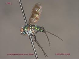 Image result for Dolichos junodii