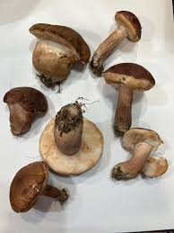 Image result for Suillus wasatchicus