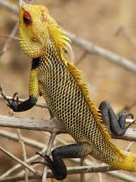 Oriental Garden Lizard Lizard Cute Reptiles Reptiles