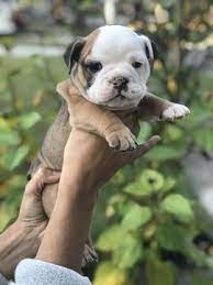 Browse thru our id verified puppy for sale listings and don't forget the puppyspin tool, which is another fun and fast way to search for puppies for sale near new orleans, louisiana, usa area and. Litter Of 6 English Bulldog Puppies For Sale In New Orleans La Adn 54668 On Puppyfinder Com English Bulldog Puppies English Bulldog English Bulldog For Sale