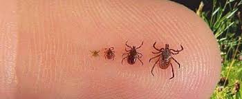 Maybe you would like to learn more about one of these? Maladie De Lyme Vigilance Recommandee Lmf